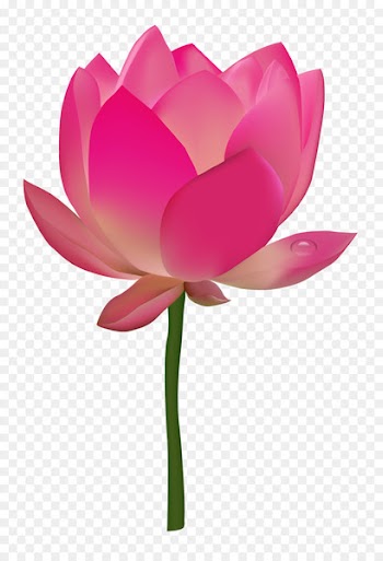 Nelumbo nucifera Flower Lotus - Lotus Flower 