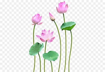 Nelumbo nucifera Flower Petal Bud - Hoa Sen 