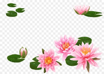 Nelumbo nucifera Flower Water lily Lilium Wallpaper - Korean Lotus Flower 
