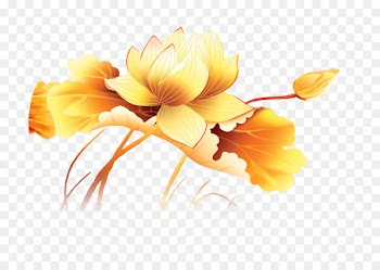 Nelumbo nucifera Gold Fish Yellow - Lotus 