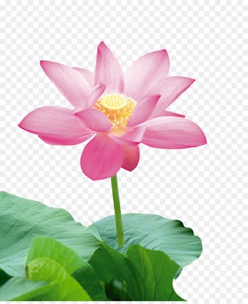 Nelumbo nucifera Icon - Lotus 