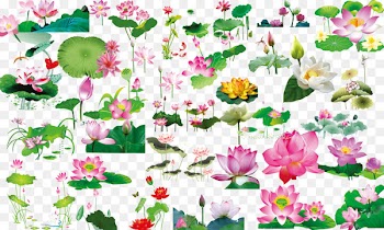Nelumbo nucifera Leaf Download - Lotus leaf lotus material 