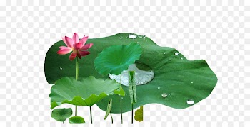 Nelumbo nucifera Leaf Drop Lotus effect - Lotus leaf 