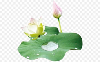Nelumbo nucifera Leaf Lotus effect Food - Lotus lotus leaf material PNG FIG. 