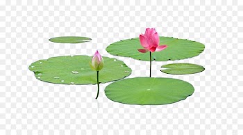 Nelumbo nucifera Leaf Lotus effect - Lotus leaf lotus leaf photography material 