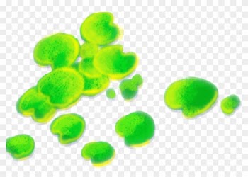 Nelumbo Nucifera Leaf Lotus Effect - Nelumbo Nucifera Leaf Lotus Effect