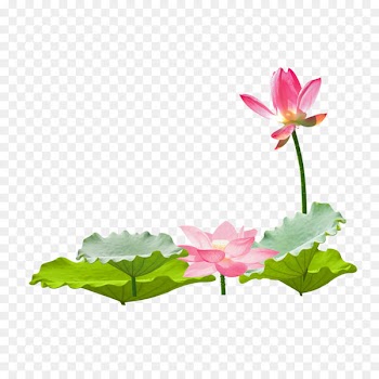 Nelumbo nucifera Leaf - Lotus lotus leaf album 