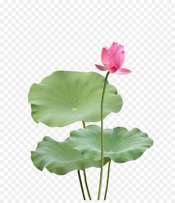 Nelumbo nucifera Leaf Photography - Lotus photography picture 