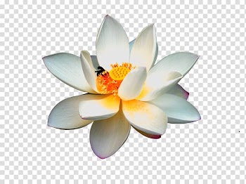Nelumbo nucifera Logo , White lotus material transparent background PNG clipart