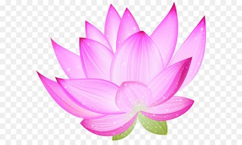 Nelumbo nucifera Lotus Clip art - Large Pink Lotus PNG Clipart 