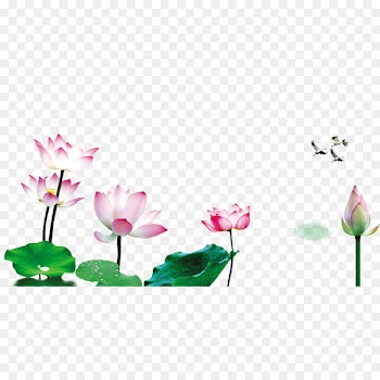 Nelumbo nucifera Lotus effect Floral design - Water lotus 