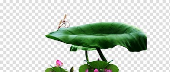 Nelumbo nucifera Lotus effect Leaf, Dragonfly lotus leaf lotus transparent background PNG clipart
