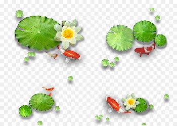 Nelumbo nucifera Lotus effect Leaf - Lotus 