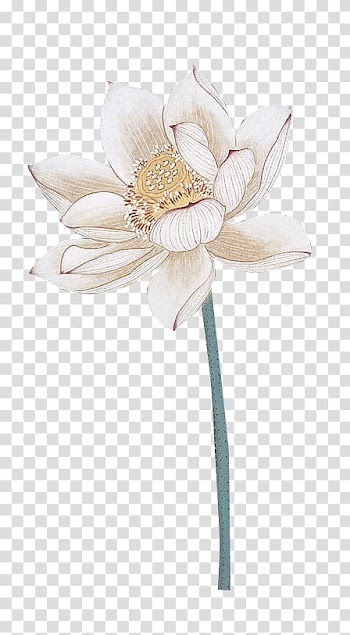 Nelumbo nucifera Lotus effect Watercolor painting, Lotus painting transparent background PNG clipart