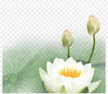 Nelumbo nucifera Lotus Euclidean vector - Lotus lotus lotus 