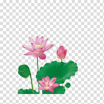 Nelumbo nucifera, Lotus leaf transparent background PNG clipart