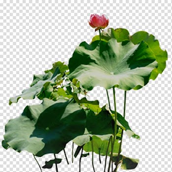 Nelumbo nucifera , Lotus lotus leaf transparent background PNG clipart