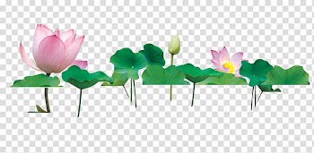 Nelumbo nucifera , Lotus lotus leaf transparent background PNG clipart