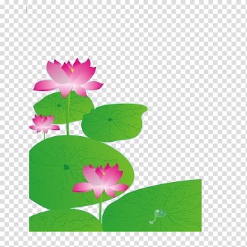 Nelumbo nucifera Petal Leaf Lotus effect, Lotus leaf,Lotus transparent background PNG clipart