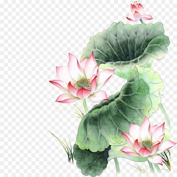 Nelumbo nucifera Pink Icon - Lotus 