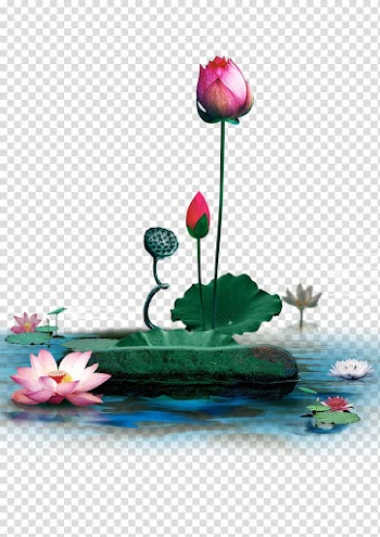 Nelumbo nucifera Pixel, Lotus lotus leaf transparent background PNG clipart