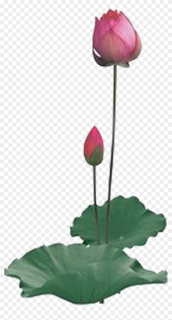 Nelumbo Nucifera Preview Clip Art - Nelumbo Nucifera Preview Clip Art