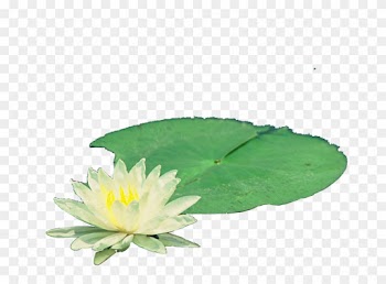Nelumbo Nucifera Pygmy Water-lily Nymphaea Alba - Nelumbo Nucifera Pygmy Water-lily Nymphaea Alba