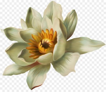 Nelumbo nucifera Pygmy water-lily Nymphaea lotus - Painted white lotus water lily 