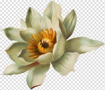 Nelumbo nucifera Pygmy water-lily Nymphaea lotus, Painted white lotus water lily transparent background PNG clipart