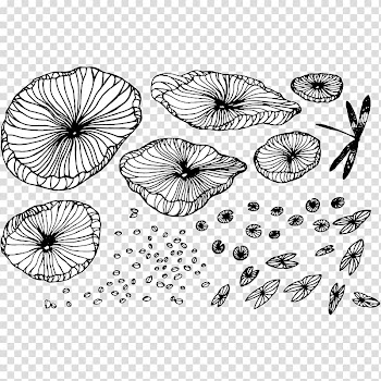 Nelumbo nucifera Shape Line, Dragonfly lotus leaf Fine line drawing draft transparent background PNG clipart