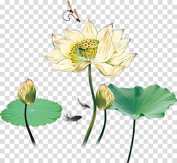 Nelumbo nucifera Software RGB color model, Lotus leaf transparent background PNG clipart