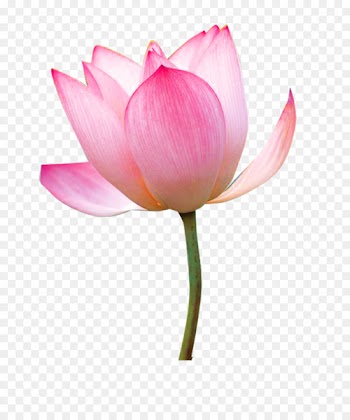 Nelumbo nucifera Tea Paper Flower - Lotus 