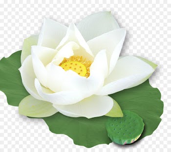 Nelumbo nucifera Template White - Lotus White Lotus 