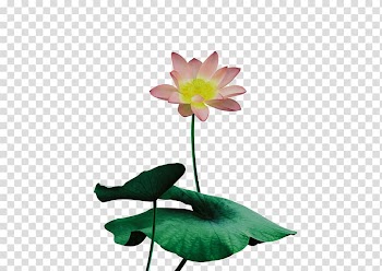 Nelumbo nucifera Transparency and translucency, Lotus lotus leaf transparent background PNG clipart