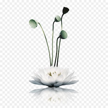 Nelumbo nucifera u66f2u9662u98ceu8377 - Lotus Lotus 