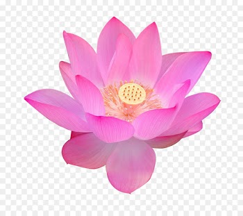 Nelumbo nucifera Volga Delta Egyptian lotus Flower Falun Gong - lotus 