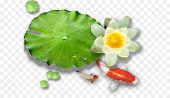 Nelumbo nucifera Water lilies Euclidean vector - Vector lotus lotus 