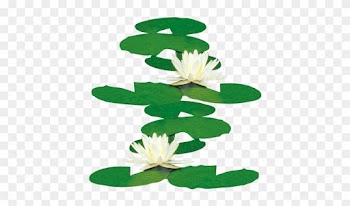 Nelumbo Nucifera Water Lilies Icon - Nelumbo Nucifera Water Lilies Icon