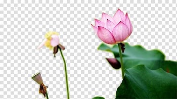 Nelumbo nucifera Water lilies Lotus effect Lotus root, Lotus lotus leaf transparent background PNG clipart