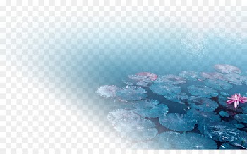Nelumbo nucifera Water lilies Pygmy water-lily Leaf - Blue water lilies lotus leaf material 