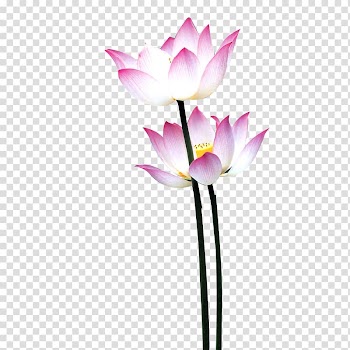 Nelumbo nucifera Water lily Flower Mid-Autumn Festival, Lotus transparent background PNG clipart