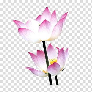 Nelumbo nucifera Water lily Flower Mid-Autumn Festival, Lotus transparent background PNG clipart