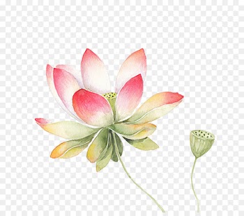 Nelumbo nucifera Watercolor painting Drawing Illustration - Meticulous lotus 