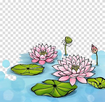 Nelumbo nucifera Watercolor painting Illustration, Hand-painted watercolor lotus transparent background PNG clipart
