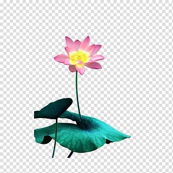 Nelumbo nucifera Watercolor painting , Lotus transparent background PNG clipart