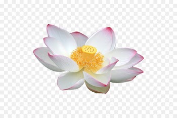 Nelumbo nucifera White Download - White lotus 