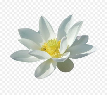 Nelumbo nucifera White Flower - Three-dimensional blooming white lotus 