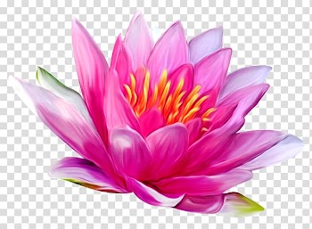 Nelumbo nucifera White Water-Lily Nymphaea lotus Flower , flower transparent background PNG clipart