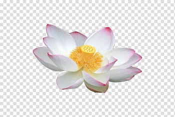 Nelumbo nucifera White , White lotus transparent background PNG clipart