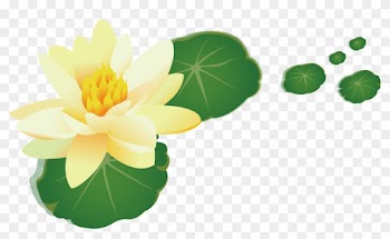 Nelumbo Nucifera Yellow Leaf - Water Lily